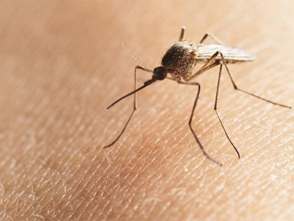 Hỏi và Đáp toàn bộ về bệnh Zika được cảnh báo toàn cầu